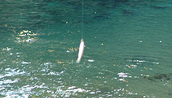 061029gg.jpg